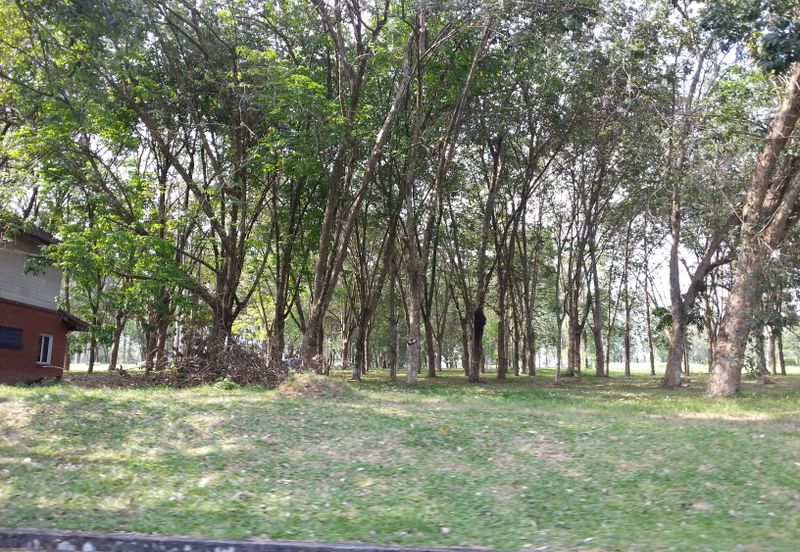 COLLEGE HEIGHTS GARDEN RESORT (PAJAM)