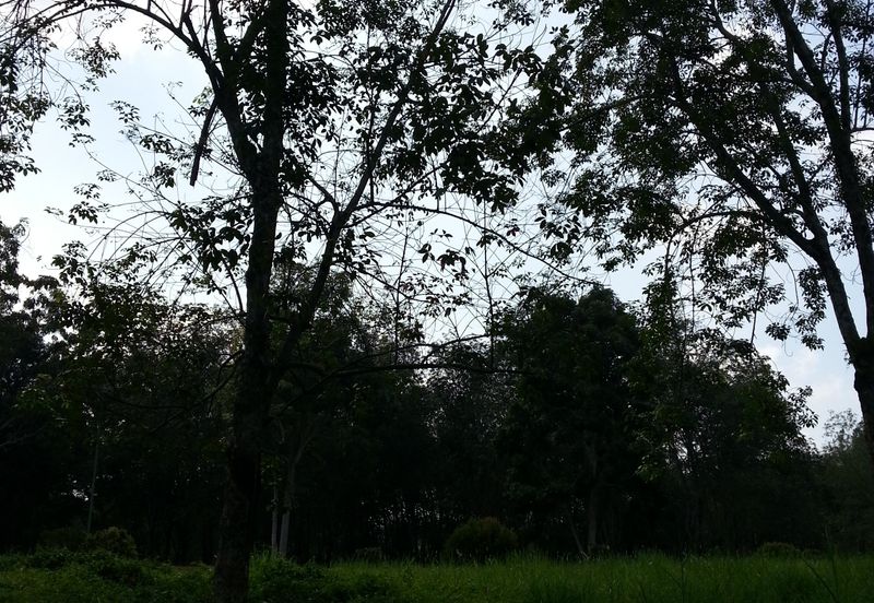 COLLEGE HEIGHTS GARDEN RESORT (PAJAM)