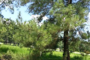 College Heights Garden Resort