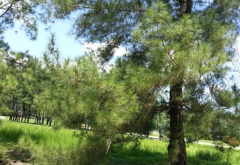 College Heights Garden Resort