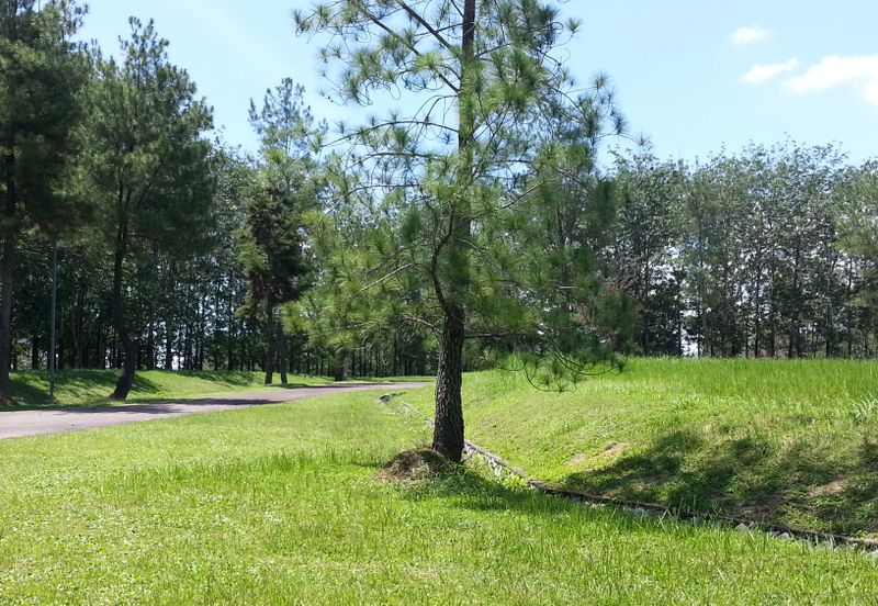 College Heights Garden Resort