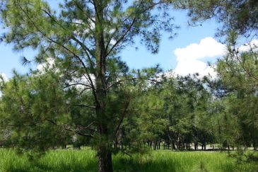 College Heights Garden Resort