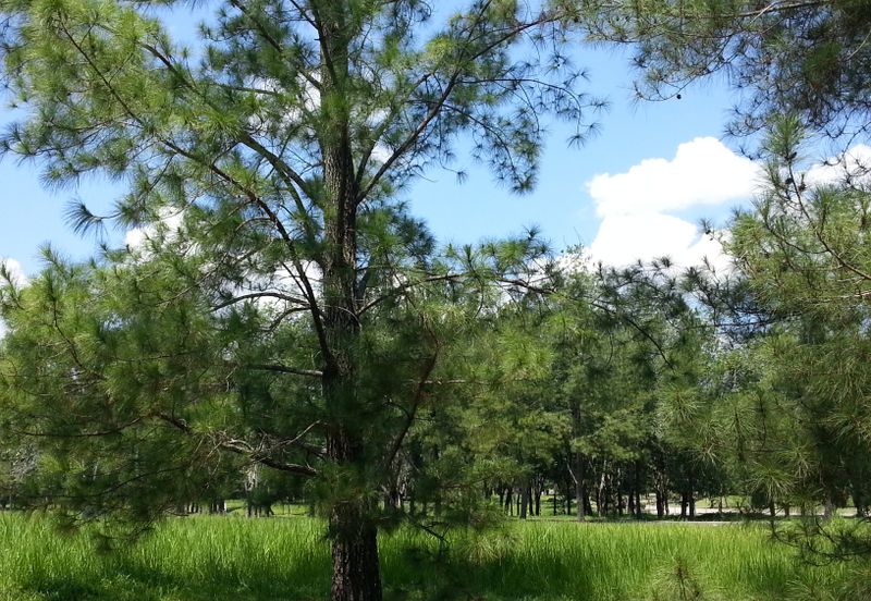 College Heights Garden Resort