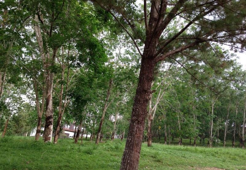 COLLEGE HEIGHTS GARDEN RESORT (PAJAM)