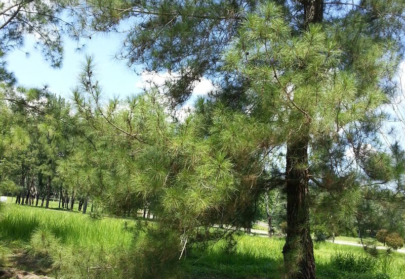 COLLEGE HEIGHTS GARDEN RESORT (PAJAM)