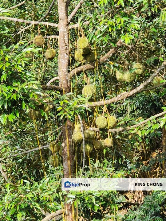 Ulu Yam/ Batang Kali 7.4 Acre Durian Farm, Selangor, Batang Kali