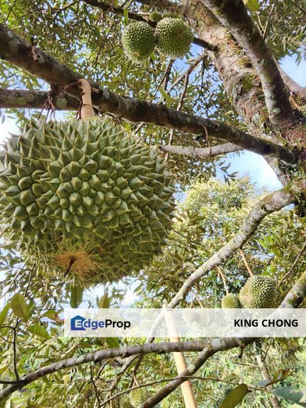 Ulu Yam/ Batang Kali 7.4 Acre Durian Farm, Selangor, Batang Kali