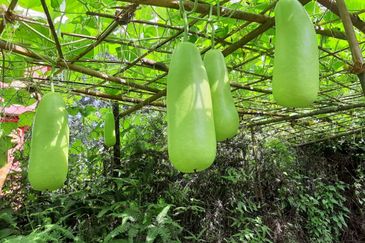 Pekan Ulu Yam (Lama)