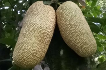 Pekan Ulu Yam (Lama)