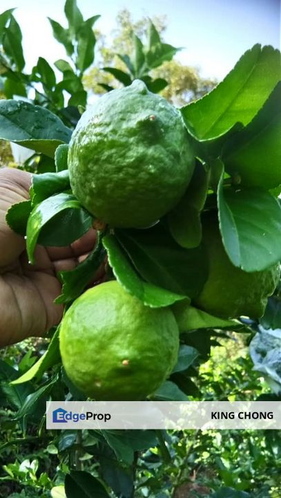 Ulu Yam/ Batang Kali 7.4 Acre Durian Farm, Selangor, Batang Kali