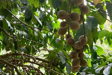 Pekan Ulu Yam (Lama)