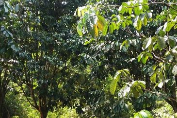 Pekan Ulu Yam (Lama)