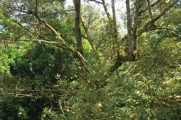 Pekan Ulu Yam (Lama)