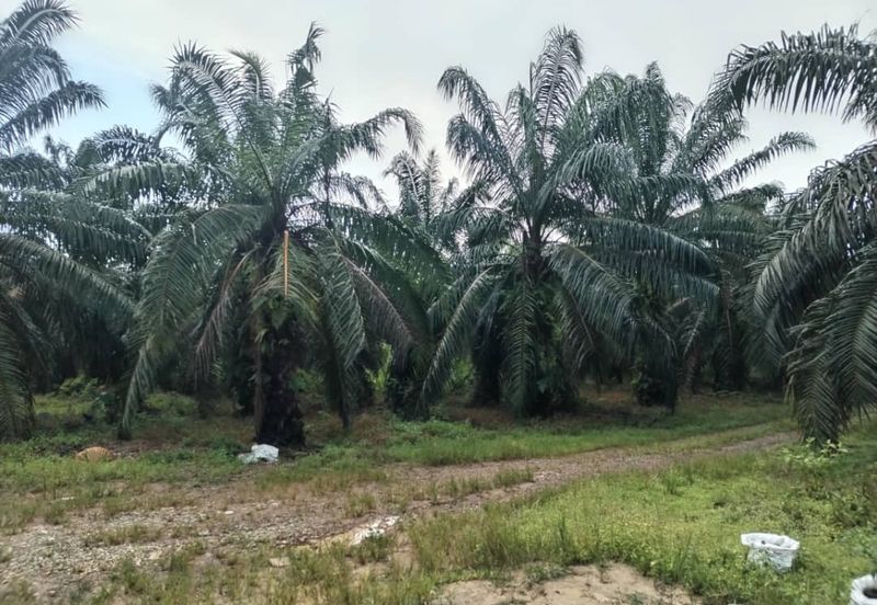 Kuala Pilah Agri Land For Sale
