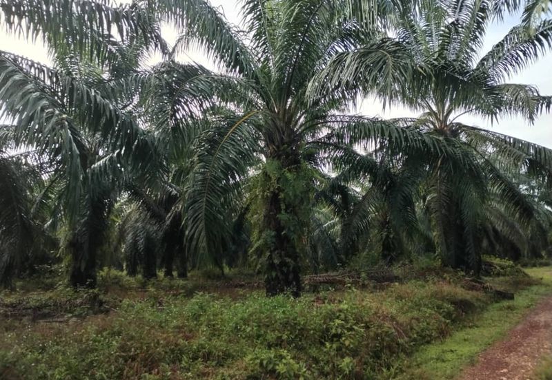 Kuala Pilah Agri Land For Sale