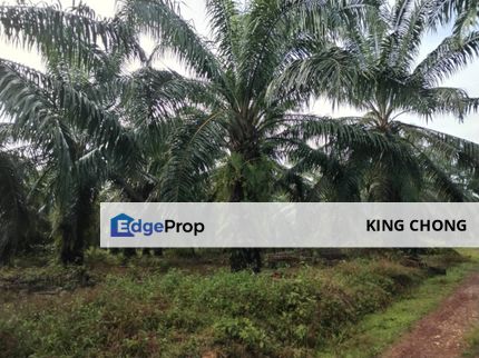 Kuala Pilah Agri Land For Sale, Negeri Sembilan, Johol