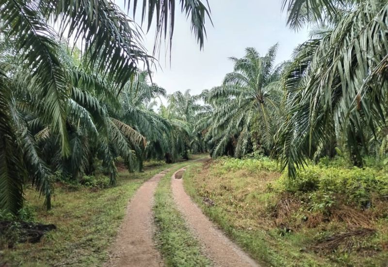 Kuala Pilah Agri Land For Sale