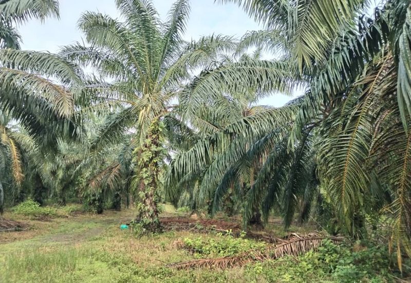 Kuala Pilah Agri Land For Sale