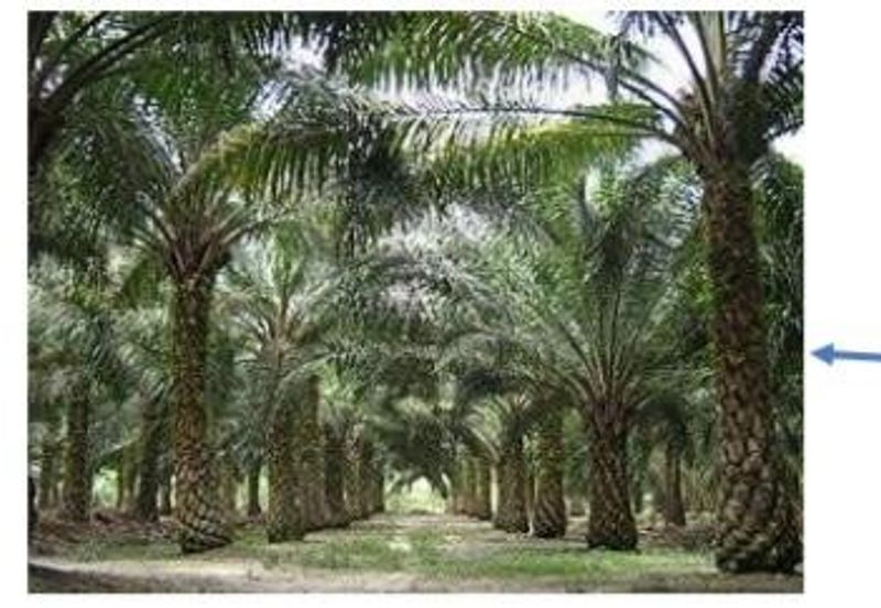 Kuala Pilah Agri Land For Sale