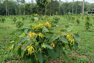Pekan Ulu Yam (Lama)