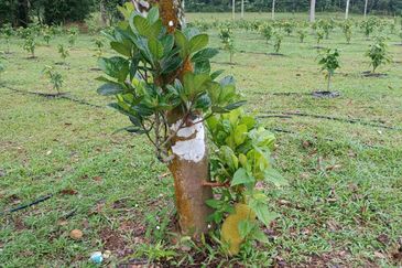 Pekan Ulu Yam (Lama)