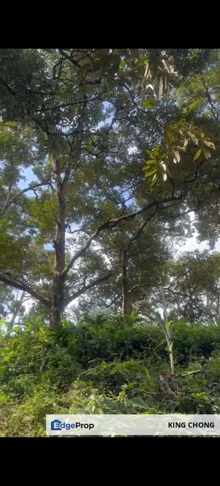 Mantin Durian Farm, Negeri Sembilan, Seremban