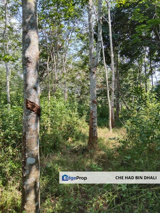 MUKIM PADANG KERBAU, PENDANG Tanah Pertanian Tanaman Getah (Masih ditoreh) Untuk Dijual , Kedah, Pendang