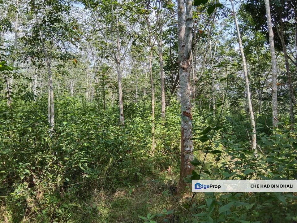 MUKIM PADANG KERBAU, PENDANG Tanah Pertanian Tanaman Getah (Masih ditoreh) Untuk Dijual , Kedah, Pendang