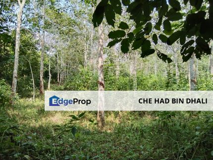 MUKIM PADANG KERBAU, PENDANG Tanah Pertanian Tanaman Getah (Masih ditoreh) Untuk Dijual , Kedah, Pendang