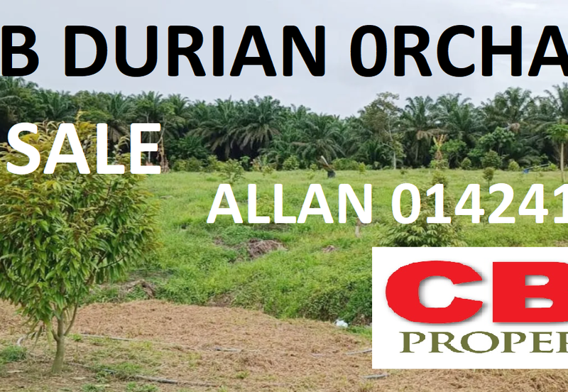 RAUB PAHANG DURIAN ORCHARD FOR SALE