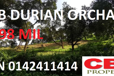 RAUB PAHANG DURIAN ORCHARD FOR SALE (GOOD INVESTMENT, GOOD ROI, RAUB, PAHANG)