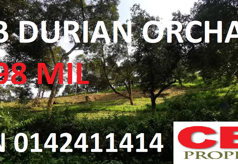 RAUB PAHANG DURIAN ORCHARD FOR SALE (GOOD INVESTMENT, GOOD ROI, RAUB, PAHANG)