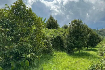 RAUB DURIAN ORCHARD (MUSANG KING, PAHANG)25