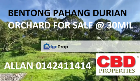 BENTONG DURAIN ORCHARD FOR SALE, Pahang, Bentong