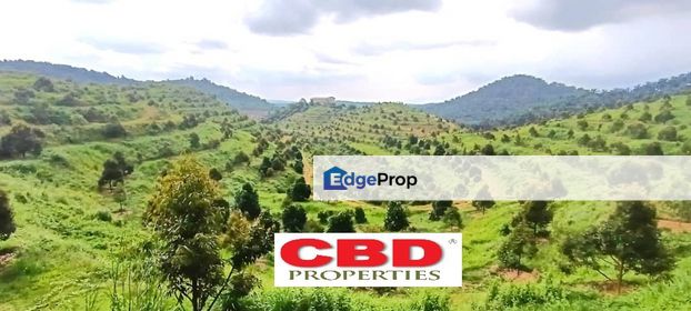 DURIAN FARM FOR SALE AT TAMPIN, Negeri Sembilan, Tampin