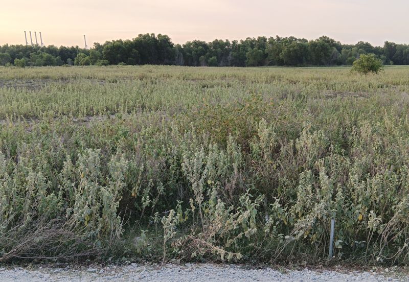 West Port, Pulau Indah