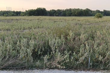 West Port, Pulau Indah