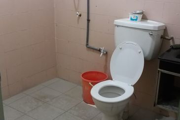 Evergreen Park Acorn and Hazel