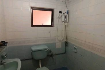 Evergreen Park Cypress