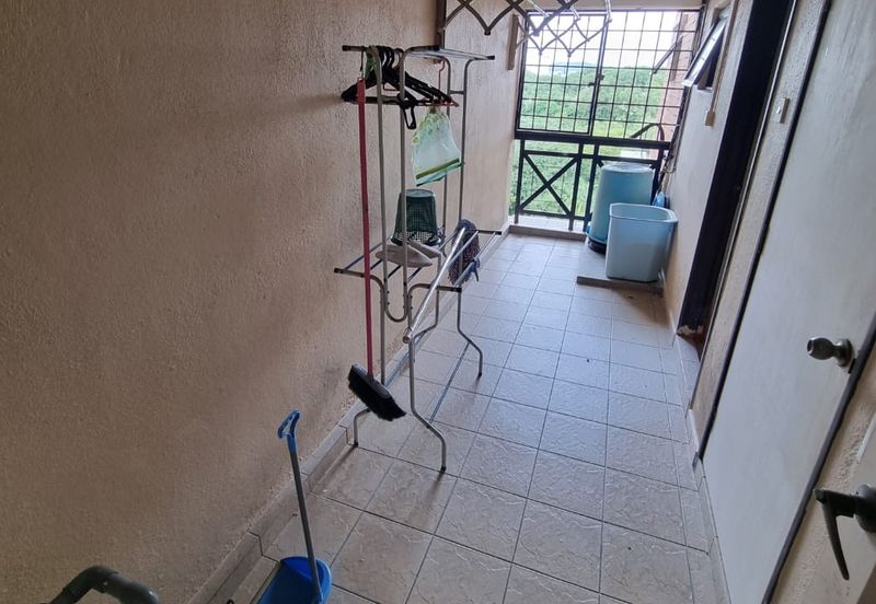 Evergreen Park Cypress