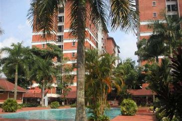 Evergreen Park Cypress