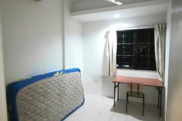 Evergreen Park Acorn and Hazel