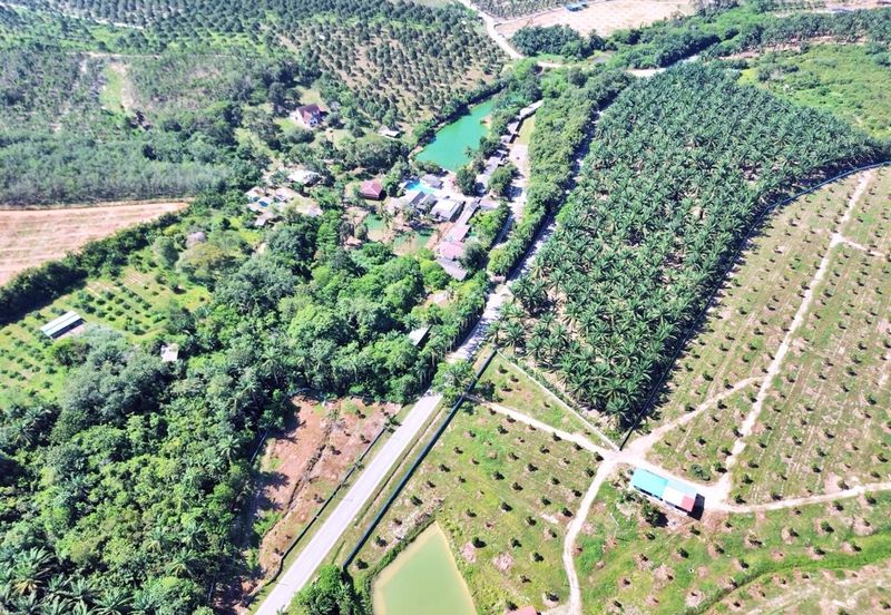  FREEHOLD HUGE Resort Agro Farm Durian Tunggal Melaka 29 Acres