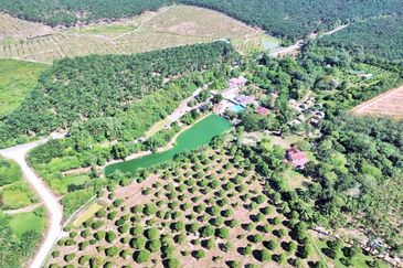  FREEHOLD HUGE Resort Agro Farm Durian Tunggal Melaka 29 Acres