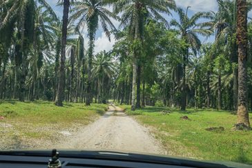 24.74 acres Agriculture Land for Sales @Kampar kampung dato banir 