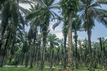 24.74 acres Agriculture Land for Sales @Kampar kampung dato banir 