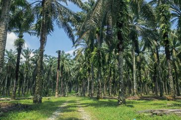 24.74 acres Agriculture Land for Sales @Kampar kampung dato banir 