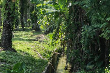 24.74 acres Agriculture Land for Sales @Kampar kampung dato banir 