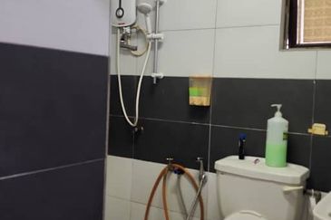 Evergreen Park Acorn and Hazel