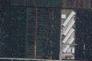 [BELOW MARKET]Tanah sawit 7.81 ekar di Kg. Raja Musa, Kuala Selangor sebelah Ladang Ternakan Ayam